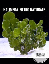 New alghe halimeda acquario - ✅new,