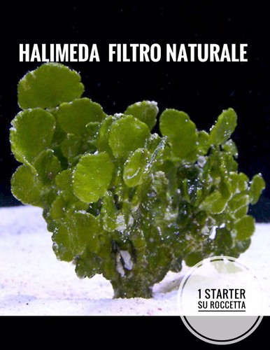 New alghe halimeda acquario - ✅new,