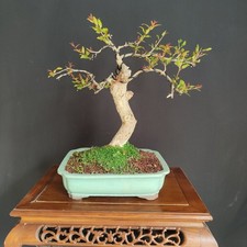 PRE BONSAI  DI MELOGRANO