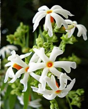 Nyctanthes arbor tristis - nyctanthes, arbor-tristis