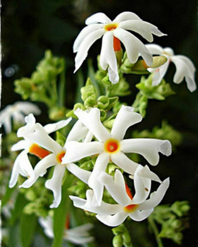 Nyctanthes arbor tristis - nyctanthes, arbor-tristis
