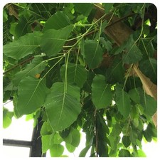 Albero del Risveglio di Buddha