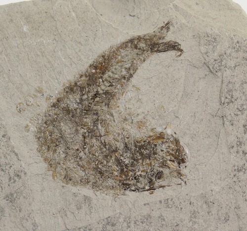 Pesce engraulis eurasicolus - pesce,,