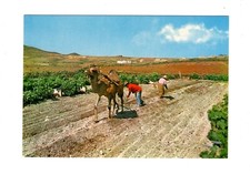 Cartolina Lanzarote / Arando con camello / Spagna