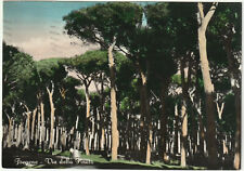 FREGENE - ROMA - VIA DELLA PINETA - VIAGG. 1956 -44366-