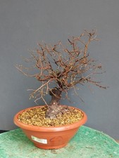 Bonsai Olmo Campestre 40x14cm