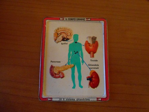 Gadget corpo umano - corpo,