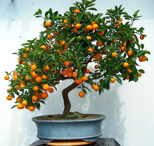 Mandarino tachibana 10 - mandarino,