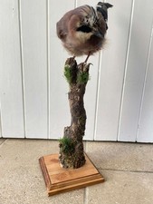 Tassidermia Eurasiatica Jay Bird Mount Vintage Peluche Fauna Selvatica da Collezione 48 cm
