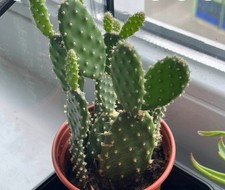 Pianta Di Fico D India