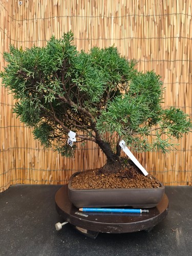 Bonsai ginepro 44cm - bonsai, h