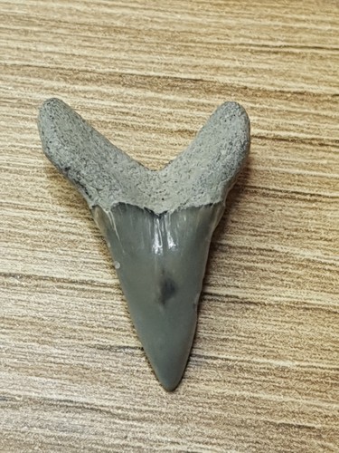 Otodus denti squalo - otodus, di