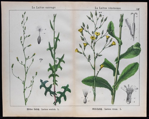 1875 lattuga selvaggio - -,