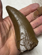 Dente di dinosauro T-Rex