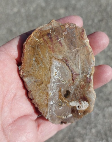 Vero legno fossile - , tempi