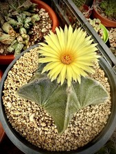 astrophytum myriostigma