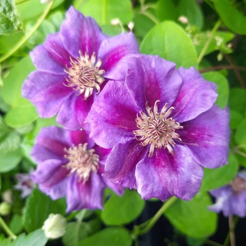 Clematide ashva pianta - clematide,