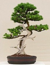Larix sibirica larice - sibirica,