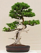 LARIX SIBIRICA - LARICE