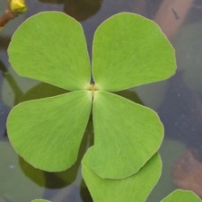 QUADRIFOGLIO ACQUATICO