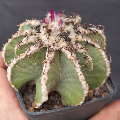 Aztekium hintonii - , (mexico)