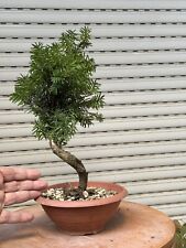 Tasso - Bonsai - Taxus