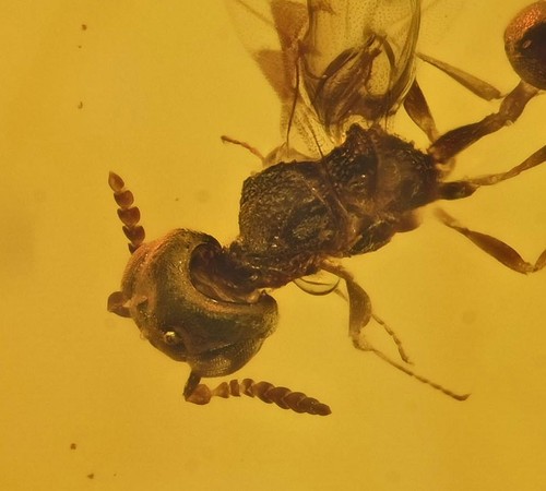 Imenotteri dettagliati - , (wasp)