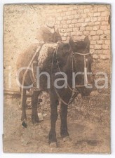 1900 ca COSTUME ITALIA Bambina a cavallo - Ritratto - Foto 9x12 cm