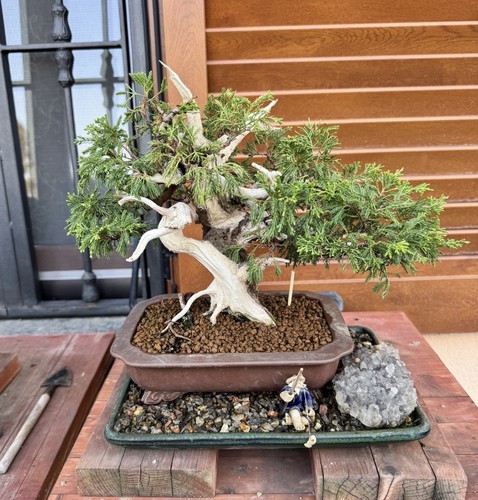 Bonsai ginepro itoigawa - bonsai,