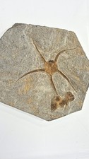FOSSIL seastar  STUNNING    !!