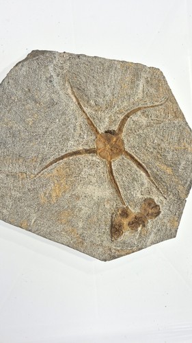 Fossil seastar stunning - seastar, !!
