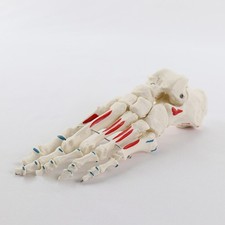 Modello di anatomia del piede