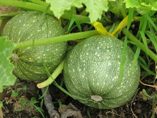 Cimelio tondo bio bola - bio, dolce