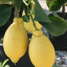 Pianta di Limone Lunario in