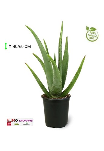 Pianta grassa succulenta - succulenta,