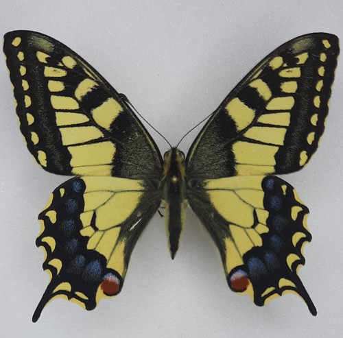 Papilio machaon italia - italia, a1+