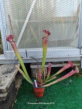 #33 - Sarracenia Farnhamii -