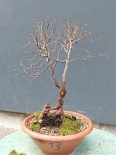 Bonsai Olmo Campestre In Vaso
