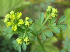 Ruta graveolens 100 + semi