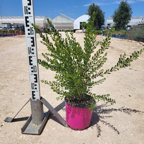 Pianta melaleuca - pianta,