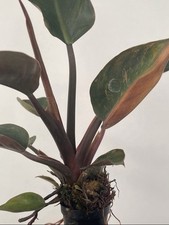 Philodendron Congo Rojo Variegata (Philodendron Red Congo Variegata)