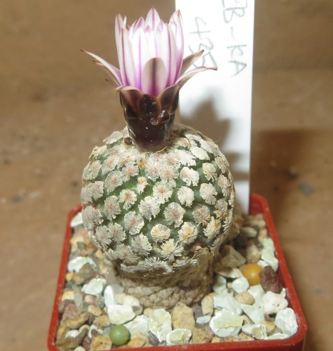 Turbinicarpus pelecyphora - turbinicarpus,