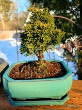 Pre Bonsai Juniper Shimpaku in