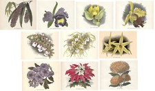 Antique Botanical Prints LOT