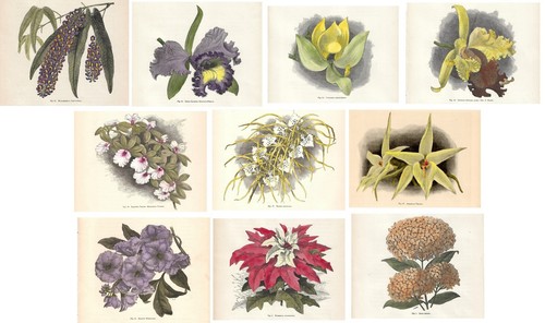 Stampe antiche botanica - , lotto