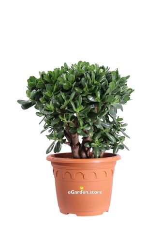 Pianta crassula ovata - pianta,