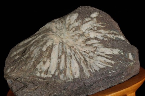 Pietra crisantemo suiseki - pietra,