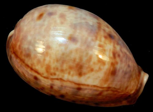 Cypraea lynx vanelli 59 - lynx, mm
