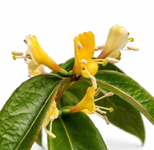 Lonicera henryi copper - lonicera,
