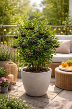 Mela Aronia Nero Bacca di